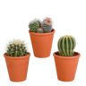 Bolcactus mix | 3 stuks - in terracotta pot