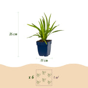 Liatris spicata - Lampenkruid - Paars - 24 Planten