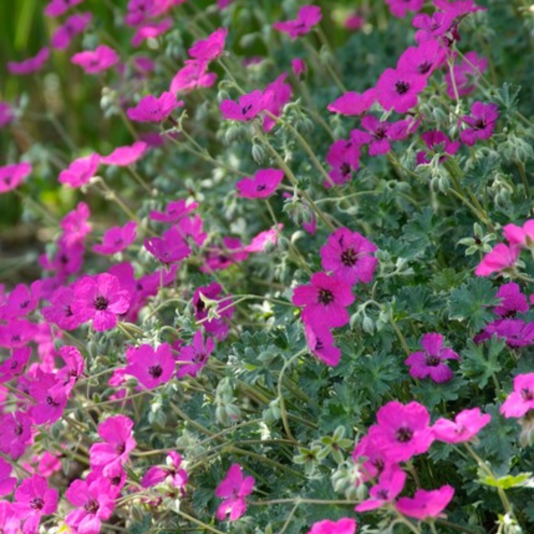 Geranium sang. 'Max Frei', kenmerkend blad