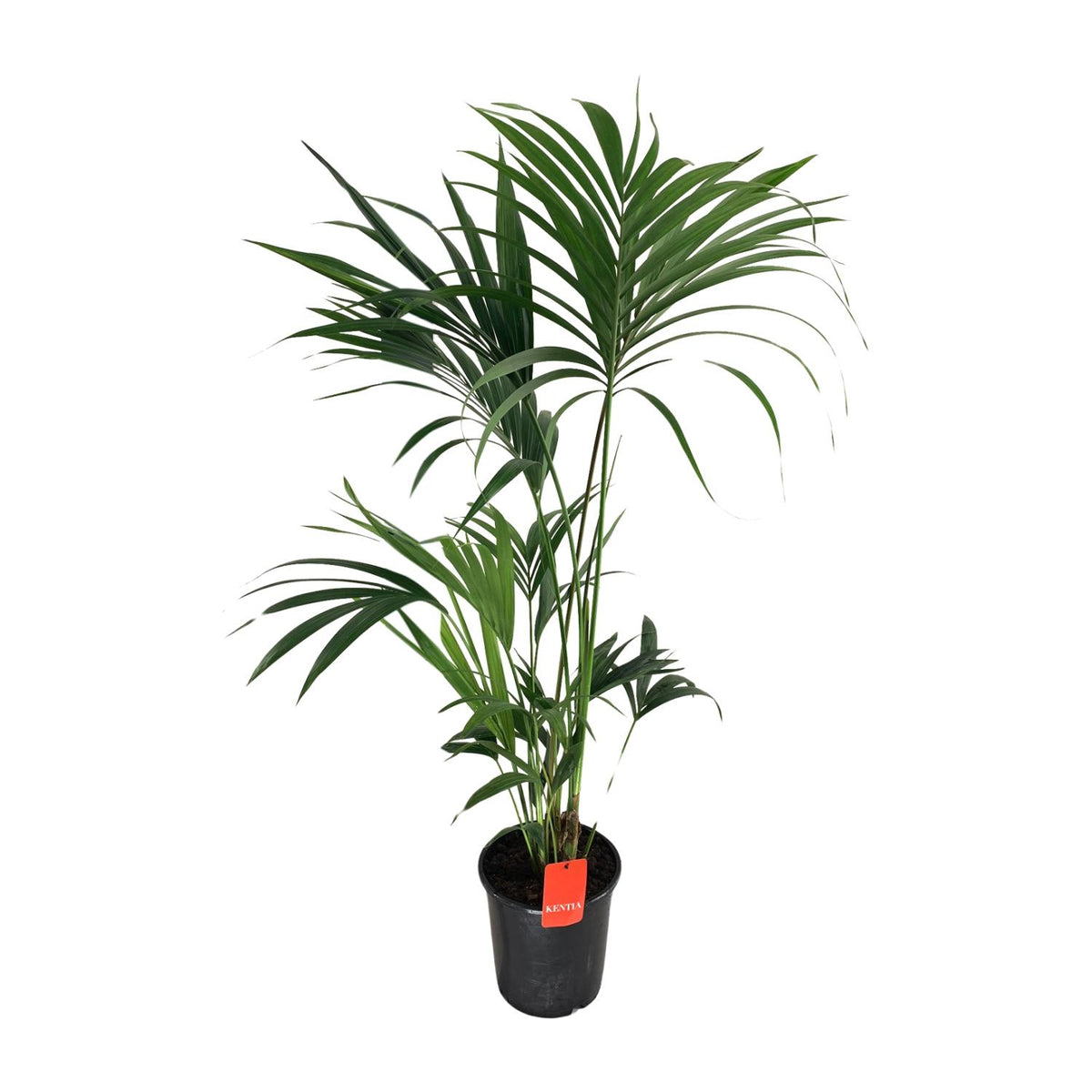 Howea Forsteriana, gezonde plant