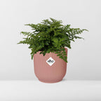 Productfoto van Asplenium Parvati in ELHO Vibes Fold 14cm roze