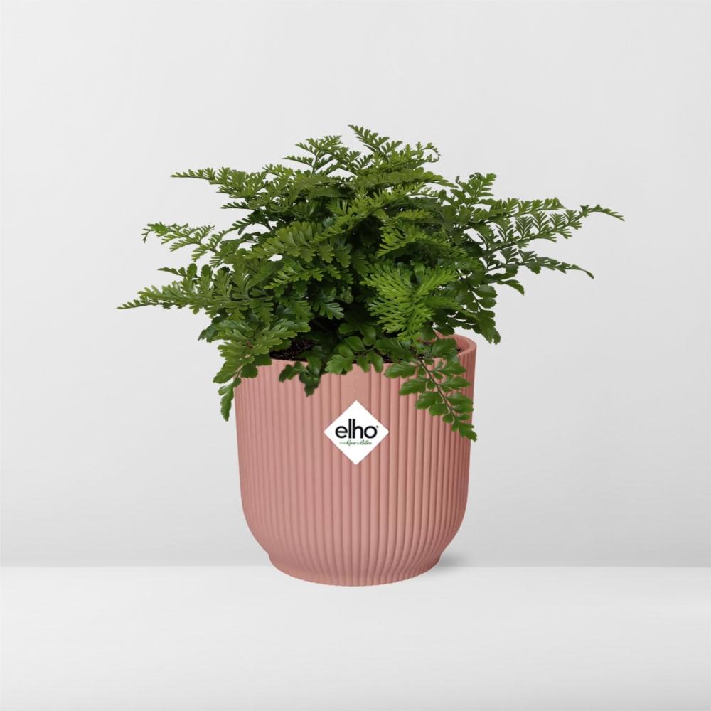 Productfoto van Asplenium Parvati in ELHO Vibes Fold 14cm roze