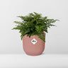 Asplenium Parvati in ELHO Vibes Fold 14cm roze