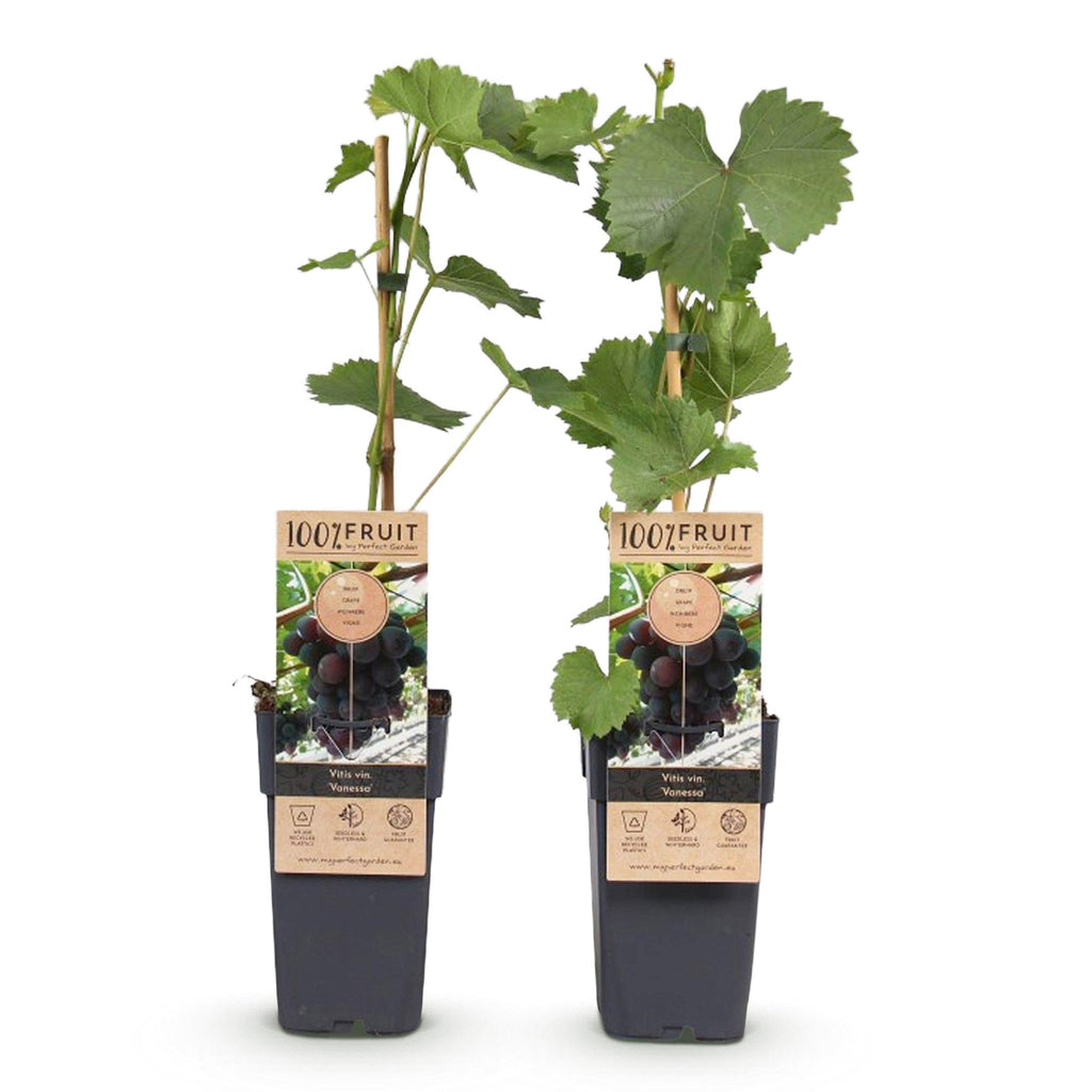 Productafbeelding van Pureplant