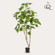 Kunstplant - Ficus umbellate - Afrikaanse vijg