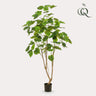 Kunstplant - Ficus umbellate - Afrikaanse vijg
