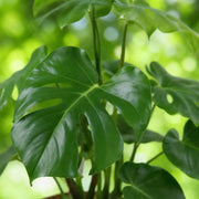 Monstera Deliciosa, 50-55 cm hoog