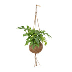 Productfoto van Kokodama Monstera Minima Hang