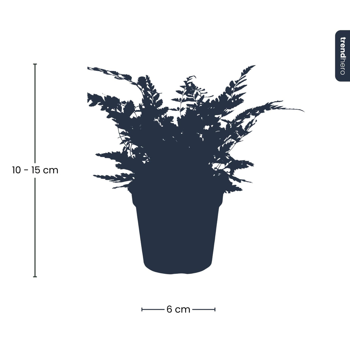 Athyrium spicatum, sierlijke varen voor terrarium, groene bladeren