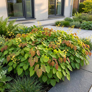 Epimedium perralch. Frohnleiten - Elfenbloem - Schaduw - Geel - 6 Planten