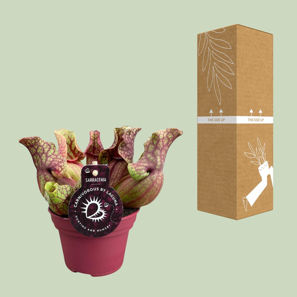Detailfoto van Sarracenia Venosa