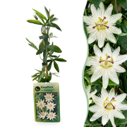 Passiflora caerulea &