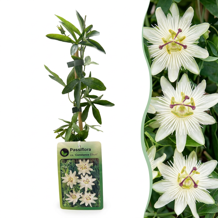 Passiflora caerulea &