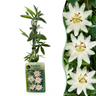 Passiflora caerulea 'Constance Elliott' - witte passiebloem - set van 6 - Ø9 cm