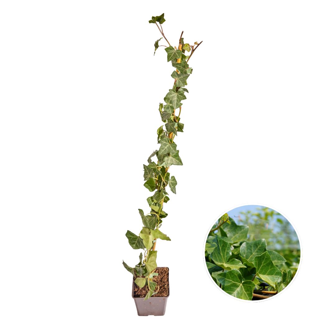 Hedera hibernica, gestokte klimop, 80-100 cm, detail van het blad