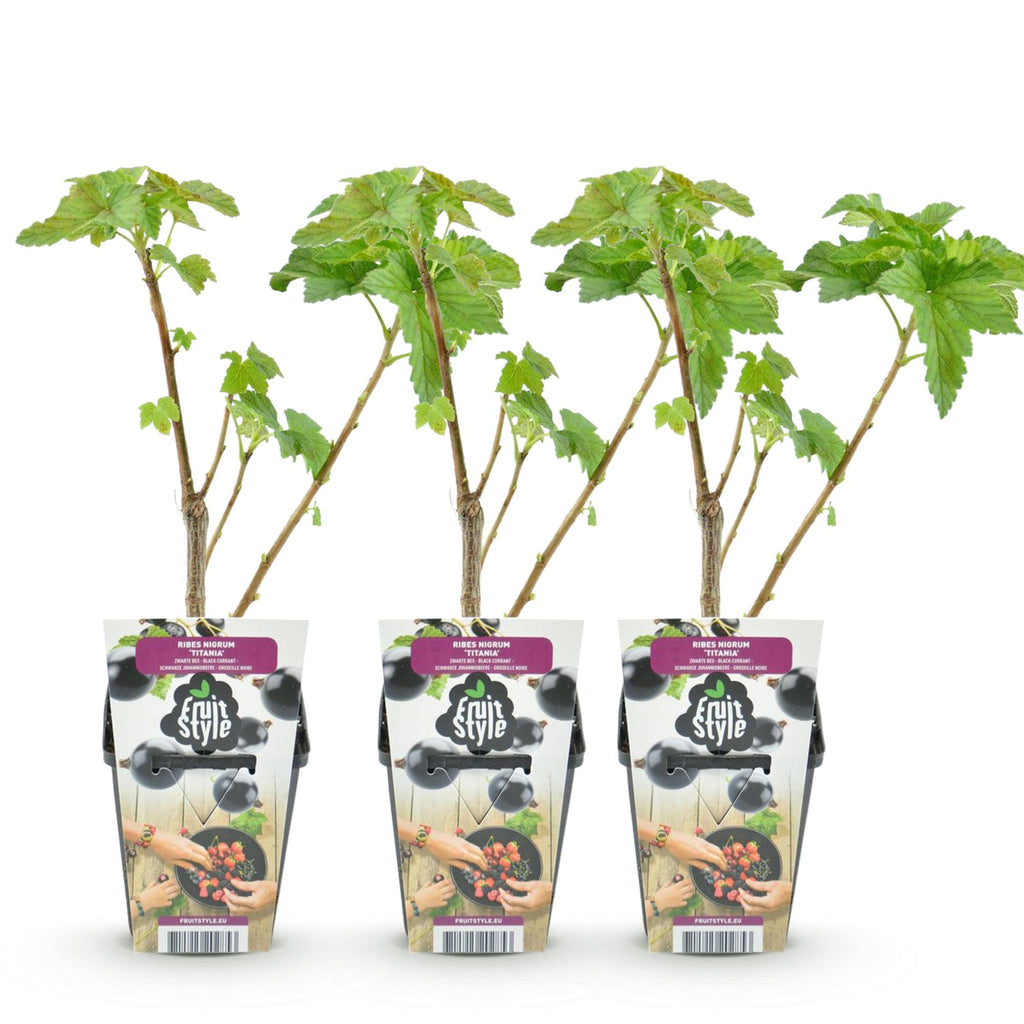 Zwarte bes Ribes nigrum Titania, groene bladeren
