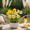 Narcis Double mix