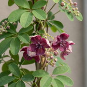 Akebia quinata - vijfbladige akebia - set van 2 - Ø9 cm