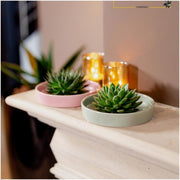 ROOTLESS Succulent Echeveria Pulidonis in schaal &