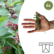 Dovenetel Lamium, bodembedekker om zelf te kweken, 6 pluggen
