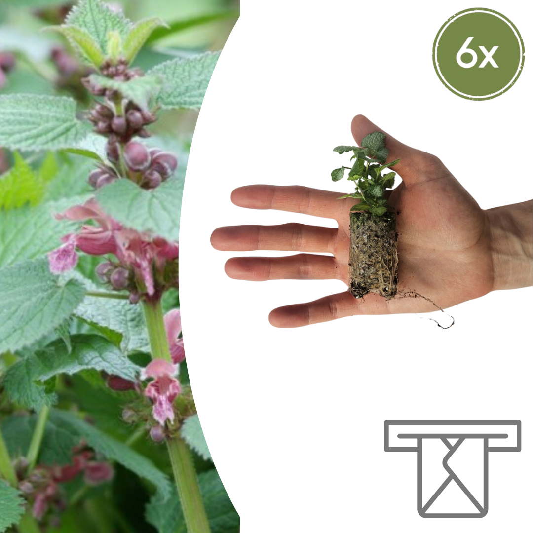 Dovenetel Lamium, bodembedekker om zelf te kweken, 6 pluggen, detail van het blad