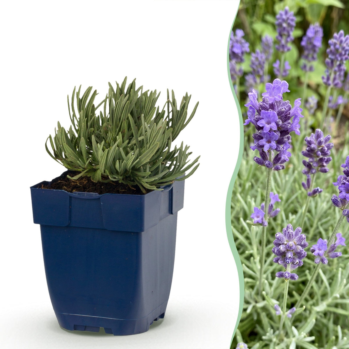 Lavendel Lavandula Dwarf Blue paars