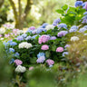 3x Hortensia Endless Summer mix Blue Pink White