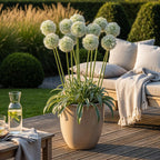 Allium Mount Everest, plant in pot