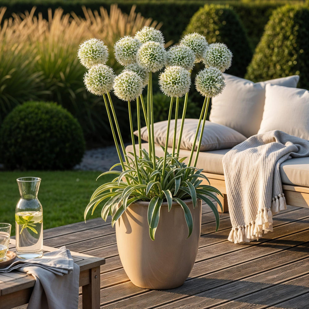 Allium Mount Everest, plant in pot