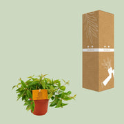 Peperomia Ang. Rocca Vivace