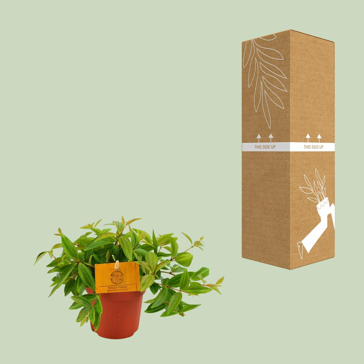 Detailfoto van Peperomia Ang. Rocca Vivace