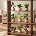 9x Baby Plants Surprise Box - Verrassingsbox kleine planten - Diversen - Tropisch - Ø6cm - ↕5-15cm, groene bladeren