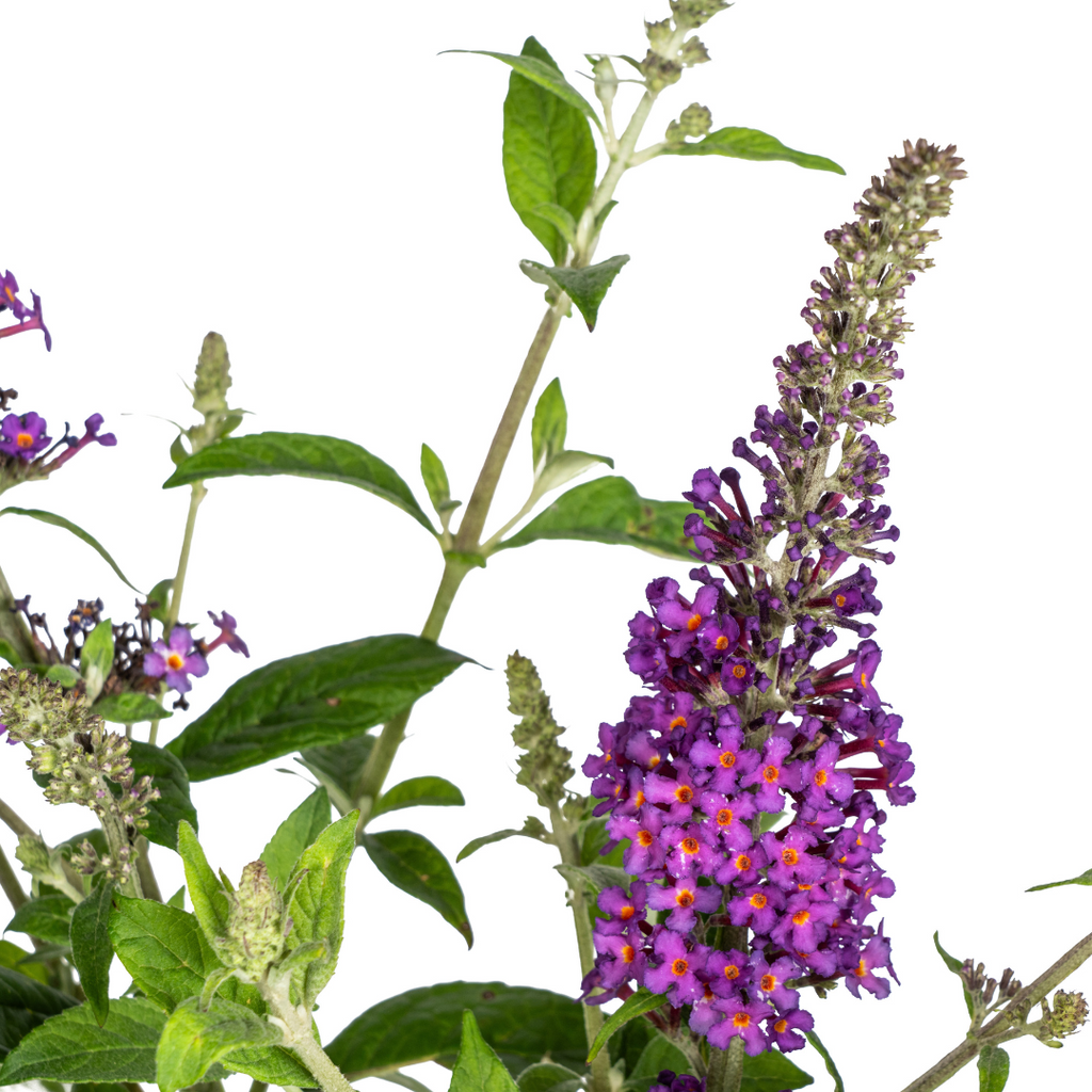 Buddleja Davidii Purple, kenmerkend blad