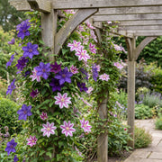 Clematis duo paars en roze - bosrank - set van 4