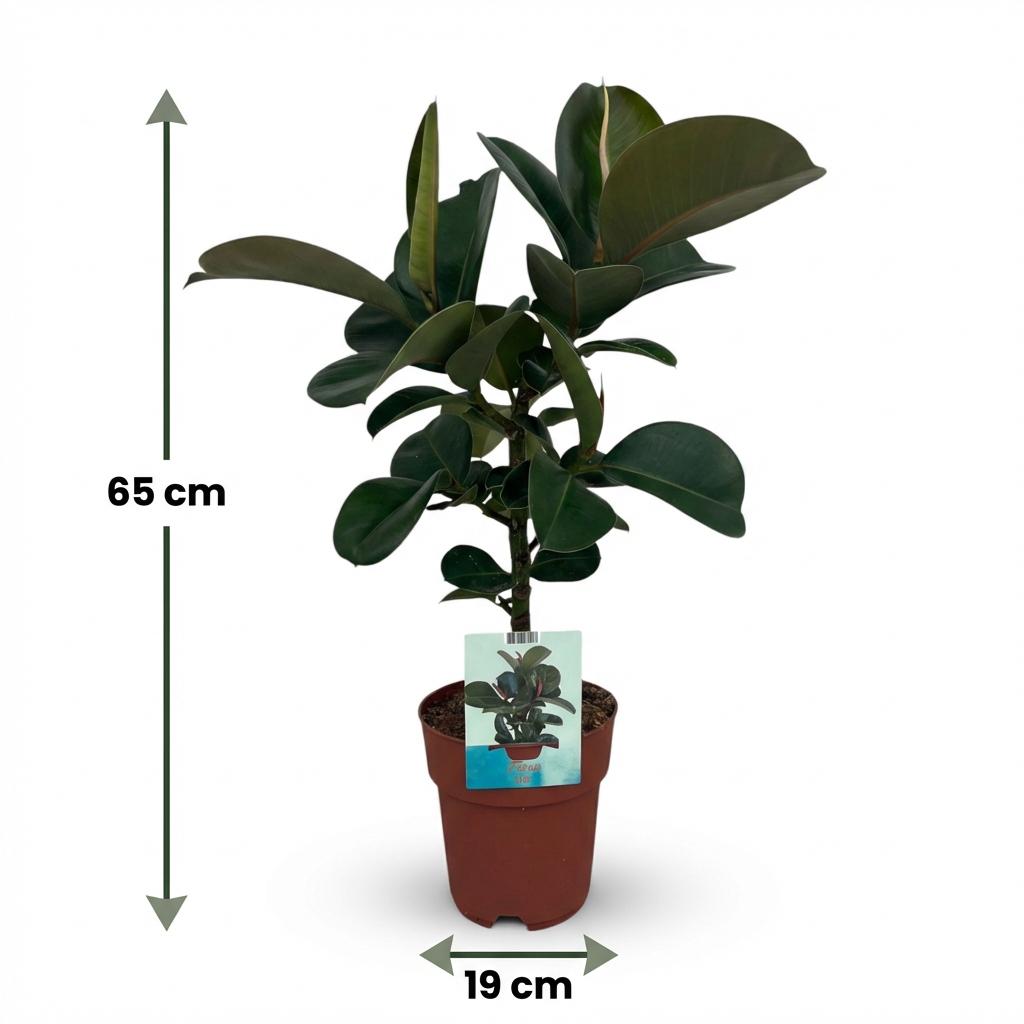 Rubberplant (Ficus Elastica Cloe), groeiwijze van de plant