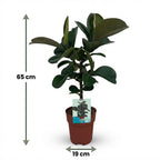 Rubberplant (Ficus Elastica Cloe), groeiwijze van de plant