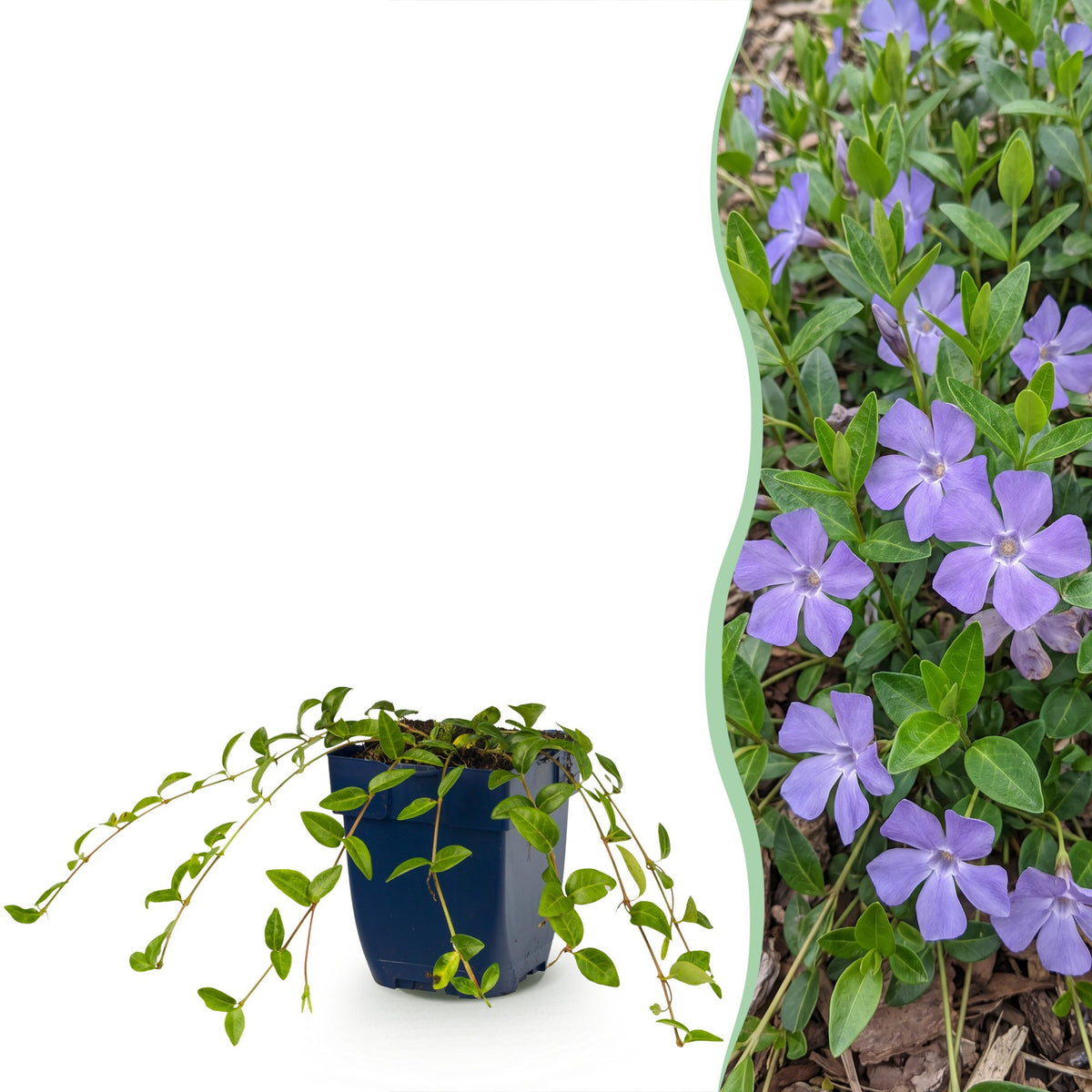 Vinca minor - kleine maagdenpalm, kenmerkend blad