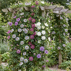 Passiflora rainbow mix, passiebloem in vier kleuren, groene bladeren