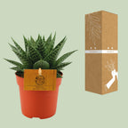Detailfoto van Gasteria Hybride Aurora