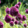 Kogellook Allium sphaerocephalon, paars