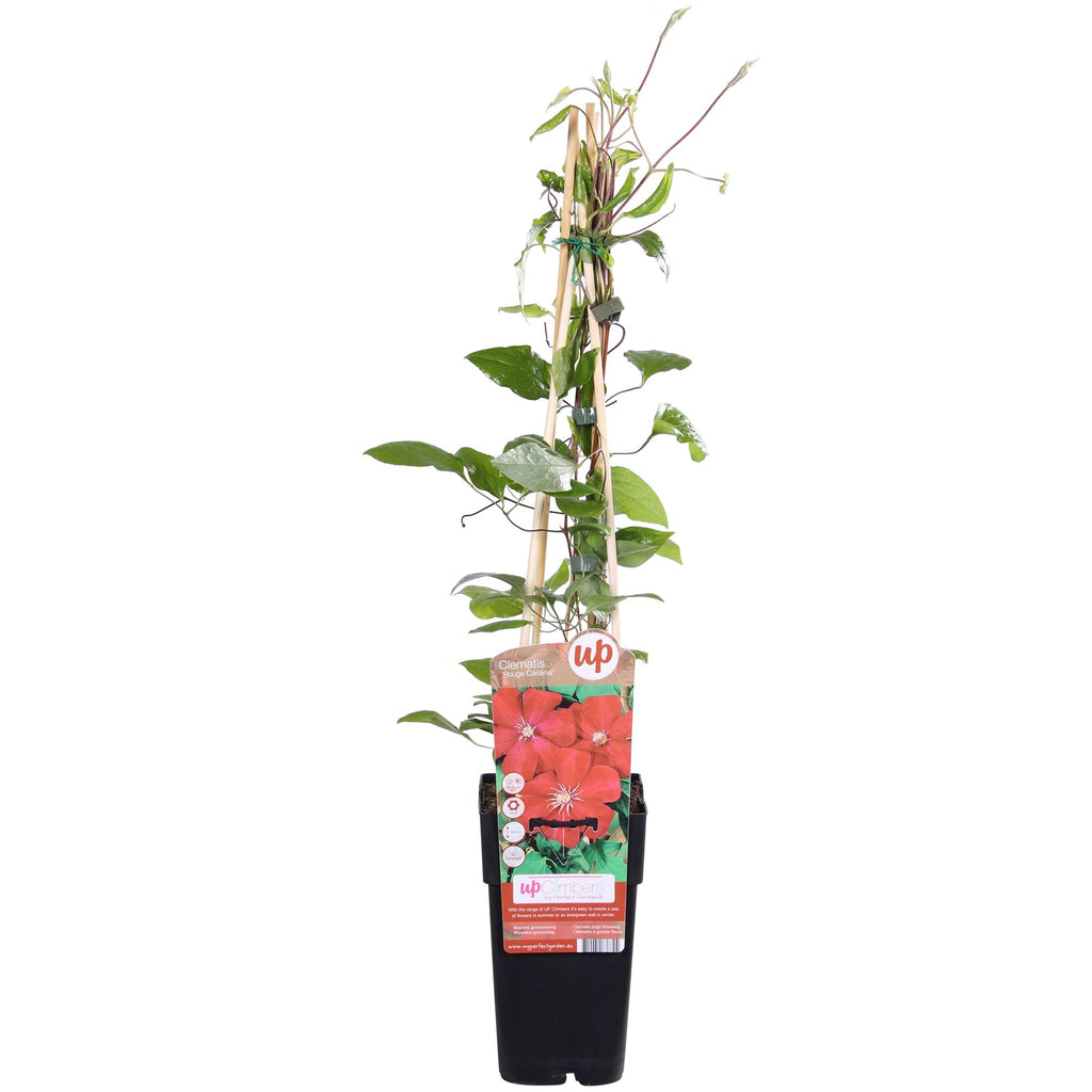 Detailfoto van Clematis Hagley Hybrid - Clematis Rood
