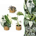 3x Baby Variegata Mix - Diversen - Tropisch - incl. Linnea Honey - Ø6cm - ↕10-15cm, plant in pot