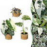 Baby variegata mix met Linnea Honey pot