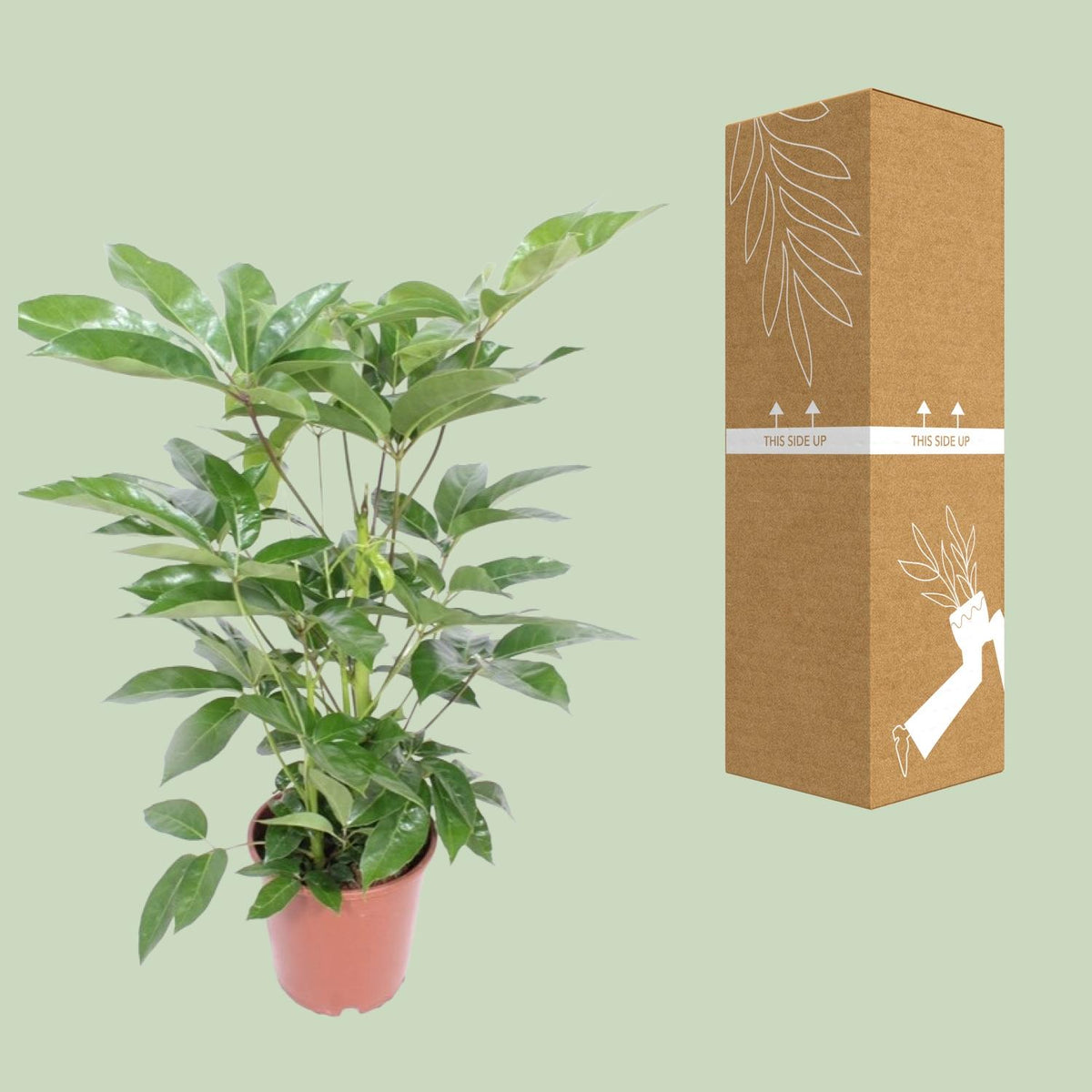 Detailfoto van Schefflera Actinophylla Amate