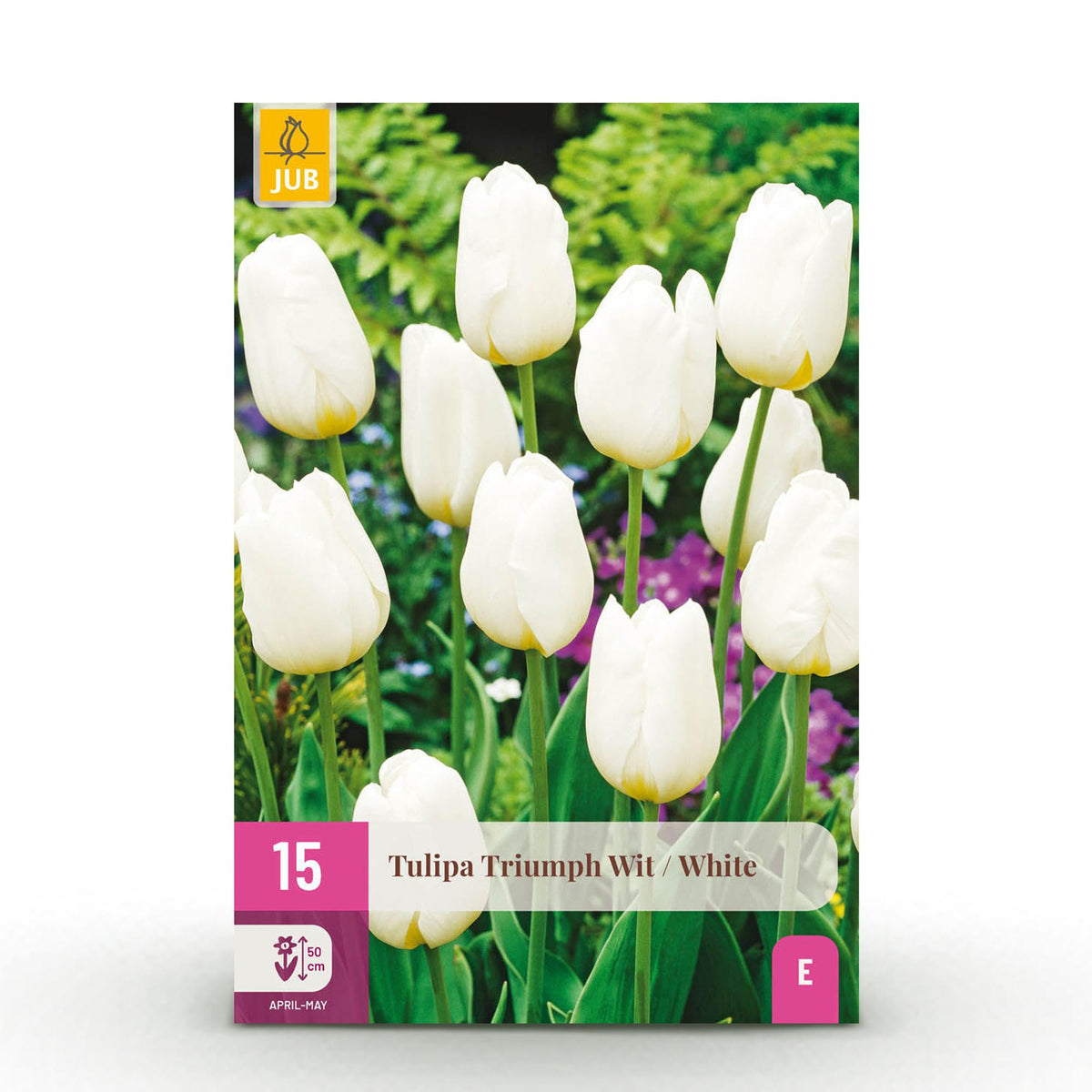 Tulp Triumph White, detail van het blad