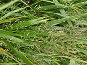 Hakonechloa macra