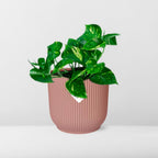 Detailfoto van Epipremnum Pinnatum ‘Aureum’ in ELHO Vibes Fold 14cm roze