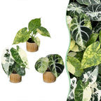 3x Baby Alocasia Tricolour Variegata