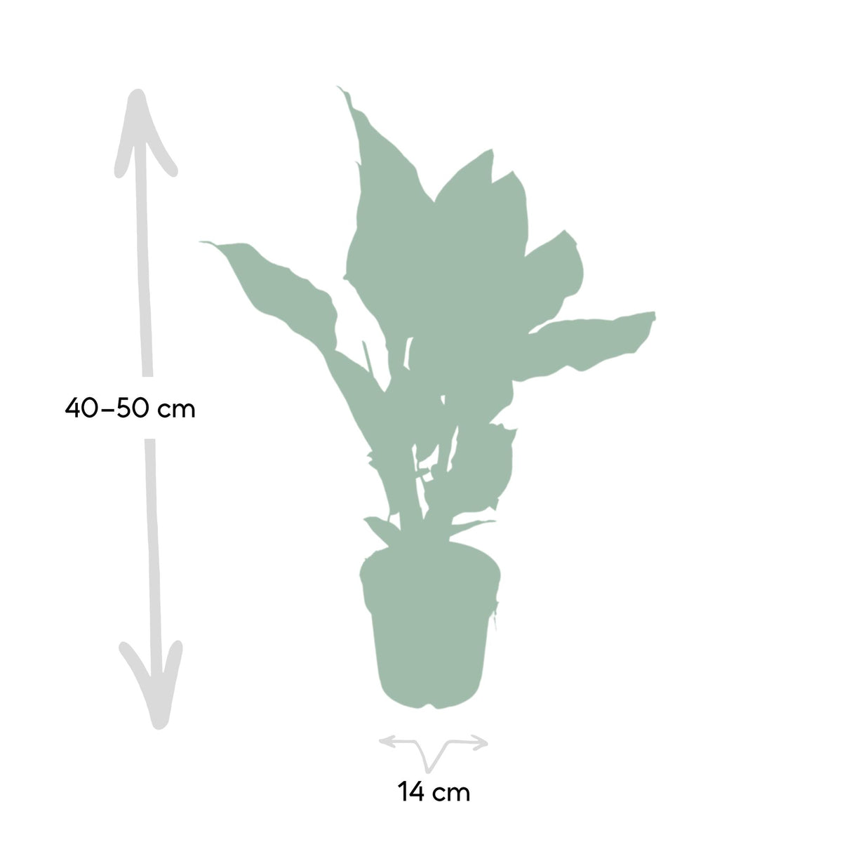 Calathea ornata, kamerplant met gestreept blad, 50 cm hoog, groeiwijze van de plant