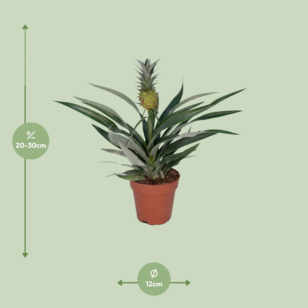 Detailfoto van Bromelia Ananas